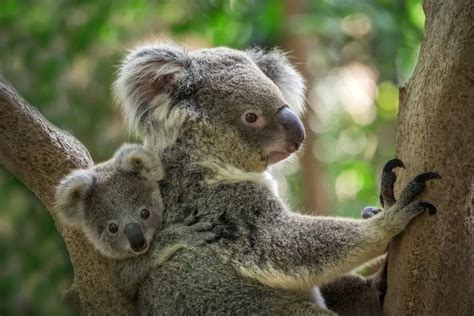 Quick Facts About Marsupials (Facts May Surprise You) - Cool Wood Wildlife Park