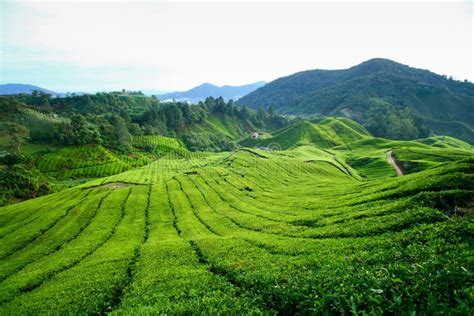 Tea Plantation, Cameron Highlands Stock Photo - Image of lanes, highlands: 18323286