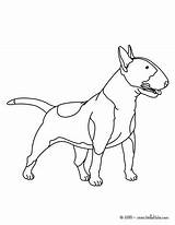 Bull terrier coloring Pages  Hellokidscom sketch template