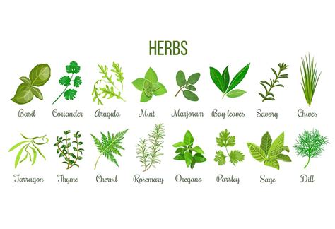 Teach Kids: Different Types of Plants Names & Their Classification