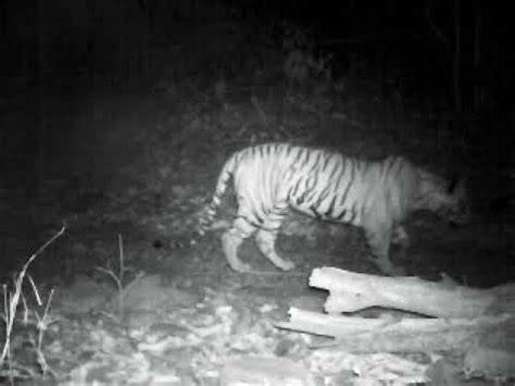 Tiger monitoring - YouTube