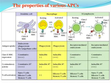 PPT - Antigen presenting cells and antigen presentation PowerPoint Presentation - ID:4333770