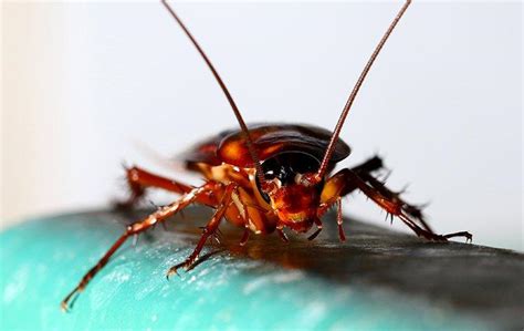 Top 10 Things You Must Know About Cockroach Bites | Pest Control Tips