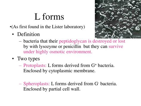 l forms of bacteria ppt