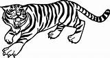 Tiger Coloring Pages  Free Download On ClipArtMag sketch template