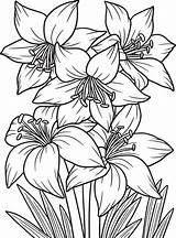 Amaryllis Flower Coloring Page For Adults 7066780 Vector Art At Vecteezy sketch template