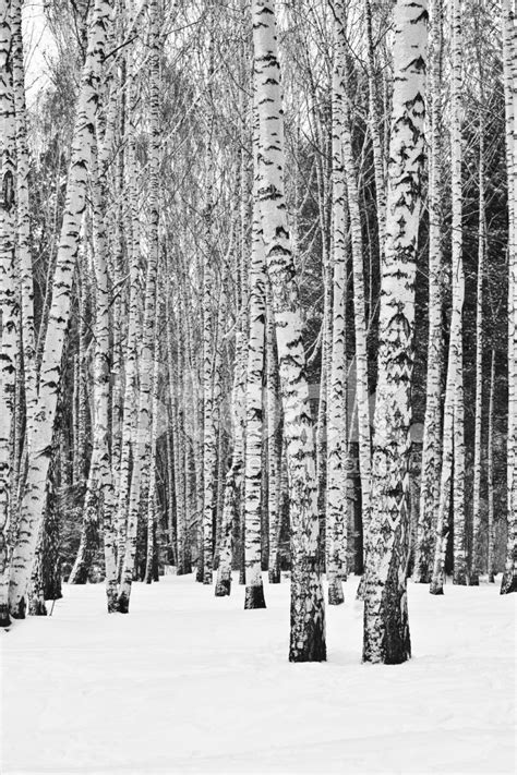 Birch Trees In A Snowy Forest Stock Photo | Royalty-Free | FreeImages