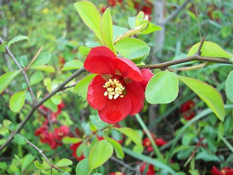 Japanese Quince (chaenomeles japonica)