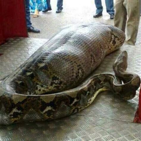 Picture: Did this HUGE snake eat a human being?