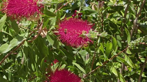 Close-up Honey Bees Collecting Pollen on Summer 7749588 Stock Video at ...