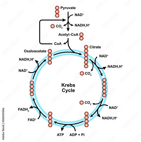 Vetor do Stock: Simple Illustration Of Citric Acid Cycle Diagram. Krebs ...