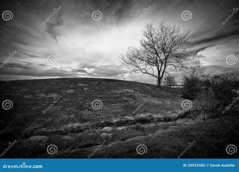 Black and White Landscape of Hill and Leafless Tree Stock Image - Image ...