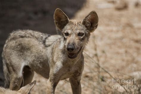 Arabian Wolf Canis Lupus Arabs Photograph by Eyal Bartov