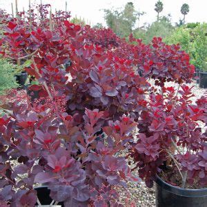 Cotinus coggygria ‘Royal Purple’ | Plants Direct – Victoria, BC