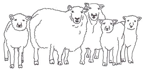 Herd Of Sheep Drawing