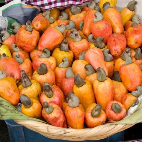 What do cashew apples taste like? The truth about cashews