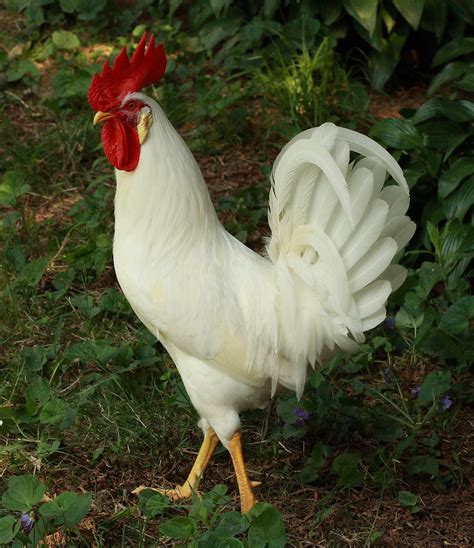 Pearl White Leghorn Rooster | 06_10_200814_54_03EOS 40D1356 | Flickr