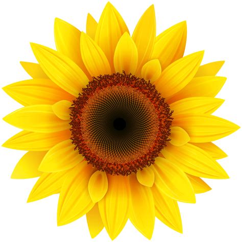 Sunflower PNG Clipart Picture | Gallery Yopriceville - High-Quality Images and Transparent PNG ...