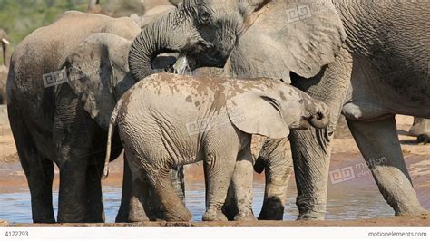 Baby Elephant Drinking Water Stock video footage | 4122793