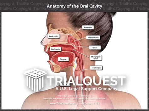 Anatomy of the Oral Cavity - TrialQuest Inc.