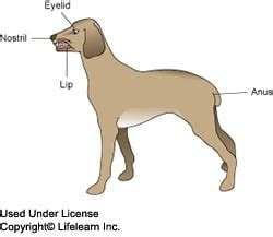 Autoimmune Skin Disease in Dogs | VCA Animal Hospital