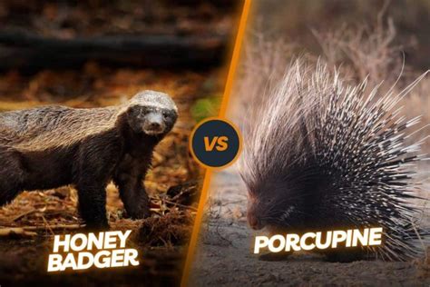 Honey Badger Vs Porcupine: Fearless Predator & Spiky Defender