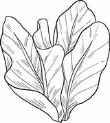 Salad coloring Page  ColouringPages sketch template