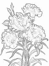 Carnation Flower Coloring Pages At GetColoringscom  Free Printable sketch template