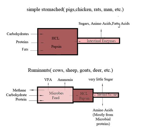 digestive system - Why Do Ruminants Require A Multi-Compartment Stomach To Digest Food ...