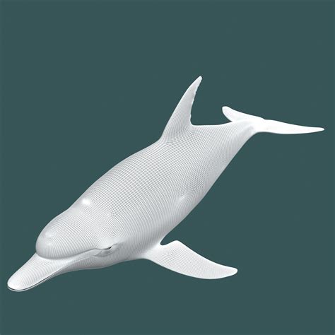 Dolphin 3D model rigged | CGTrader