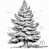 Pine Tree Coloring Pages  Free & Printable sketch template