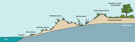 Dune lifecycle - Dynamic Dunescapes