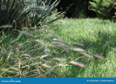 Grass Awns That Can Be Dangerous For Dogs. June Grass Ears Royalty-Free ...