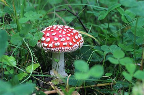 Where Does Amanita Muscaria Grow? What Are Its Adaptations?