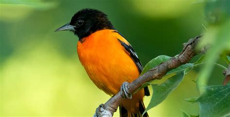 Audubon Gift Center | Baltimore Oriole