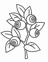 Blueberry Coloring Pages Free Printable PDF sketch template