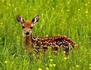 Tony Tony Chopper became real deer!! | Animals beautiful, Deer pictures, Deer