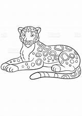 Coloring Pages  Printable Jaguar Sheet For Kids sketch template
