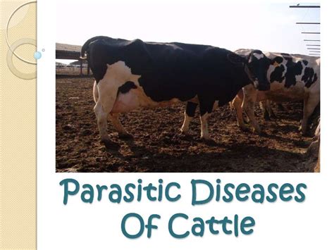 Cattle infectious diseases not final