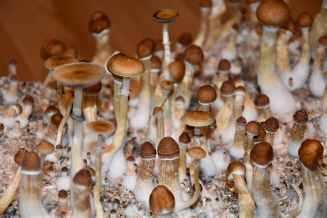 Magic Mushroom Treatment for Depression One Step Closer After Psilocybin Passes Safety Test ...