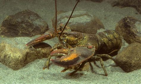 Discover The Largest Lobster Ever Caught in Maine - A-Z Animals