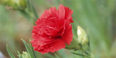 Ohio State Flower - Scarlet Carnation Ohio, Dianthus Caryophyllus ...