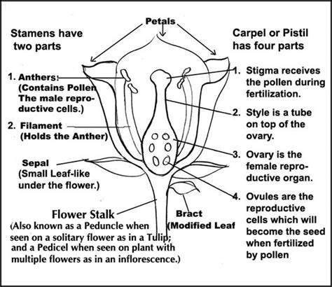 Parts of a Flower Diagram with explanations. | CC Cycle 1 Science ...