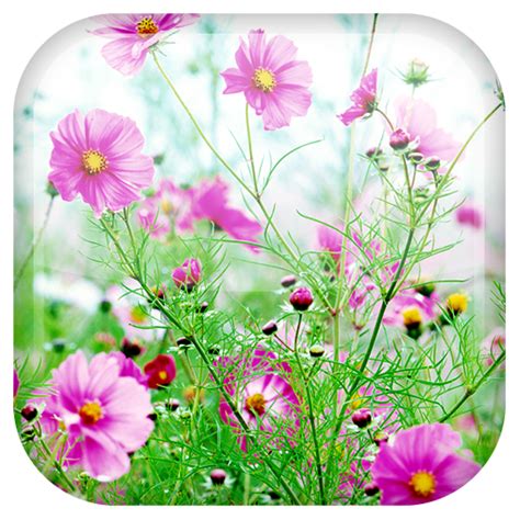 Sweet Flowers Live Wallpaper - App on Amazon Appstore