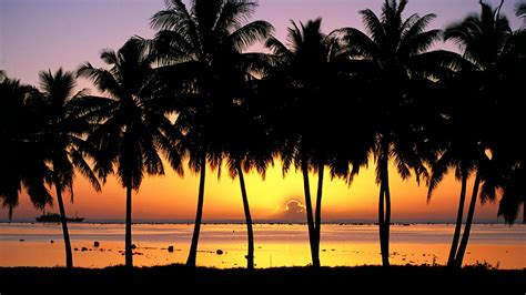 🔥 [50+] Palm Tree Sunset Wallpapers | WallpaperSafari