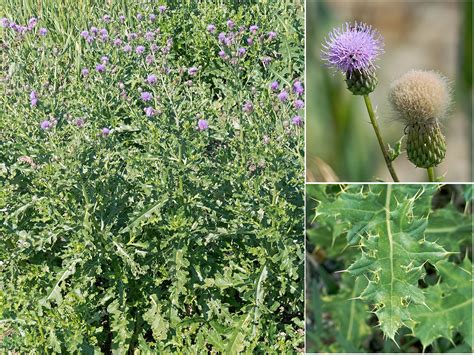 Think twice before removing that thistle | Friends of the Mississippi River