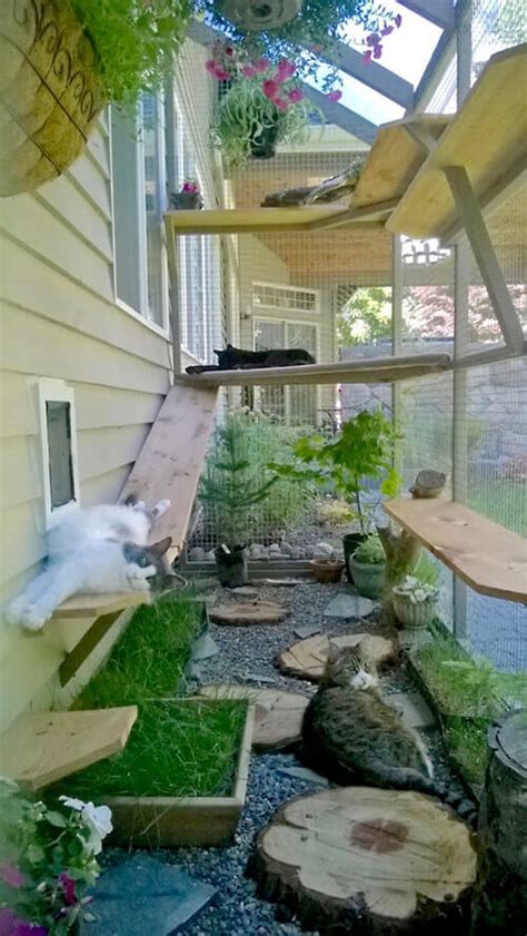 Cat Enclosure Ideas & Free Catio Tips from Catio Spaces