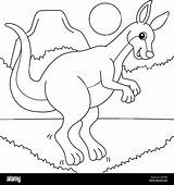 Kangaroo Animal Coloring Page For Kids Stock Vector Image & Art  Alamy sketch template