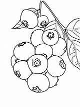 Blueberry Muffins Coloring Pages sketch template