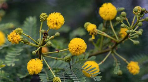 Acacia | San Diego Zoo Animals & Plants